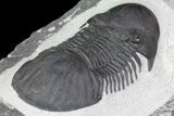 Large, Paralejurus Trilobite Fossil - Ofaten, Morocco #83349-2